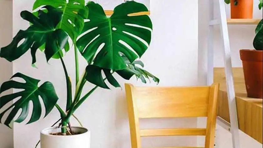 چرا برگ انجیری شما شکاف نمی‌خورد؟ راز پنهان برگ‌های خاص فاش شد!