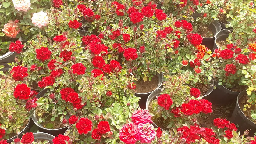 رازهایی درباره نگهداری رز ساناز که هیچ‌کس به شما نمی‌گوید!