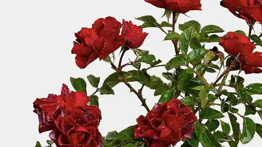 تکثیر گل ساناز