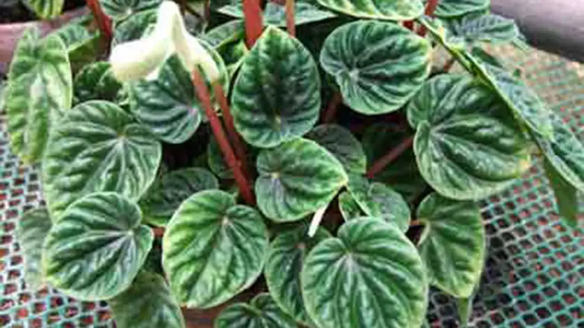 نگهداری پپرومیا