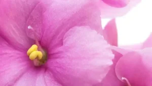 آیا چراغ رشد گیاه برای بنفشه آفریقایی معجزه می‌کند؟ بخوانید!