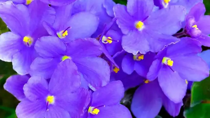 روش درست آبیاری بنفشه آفریقایی