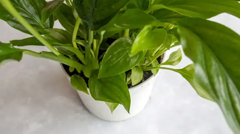 فرمول رشد طلایی اسپاتیفیلوم