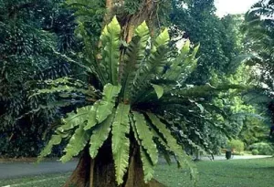 نگهداری آسپلنیوم؛ راز سبز ماندن گیاه لانه پرنده را بدانید!