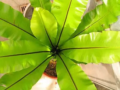 خاک مناسب برای آسپلنیوم