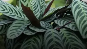 7 راز طلایی برای نگهداری گیاه مارانتا در خانههای کمنور