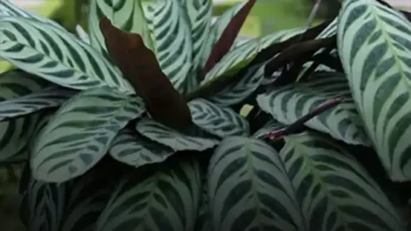 7 راز طلایی برای نگهداری گیاه مارانتا در خانه‌های کم‌نور