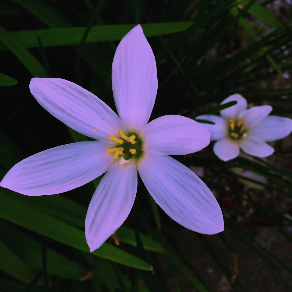 7 راز طلایی نگهداری نئورژلیا که هیچ‌کس به شما نمی‌گوید!