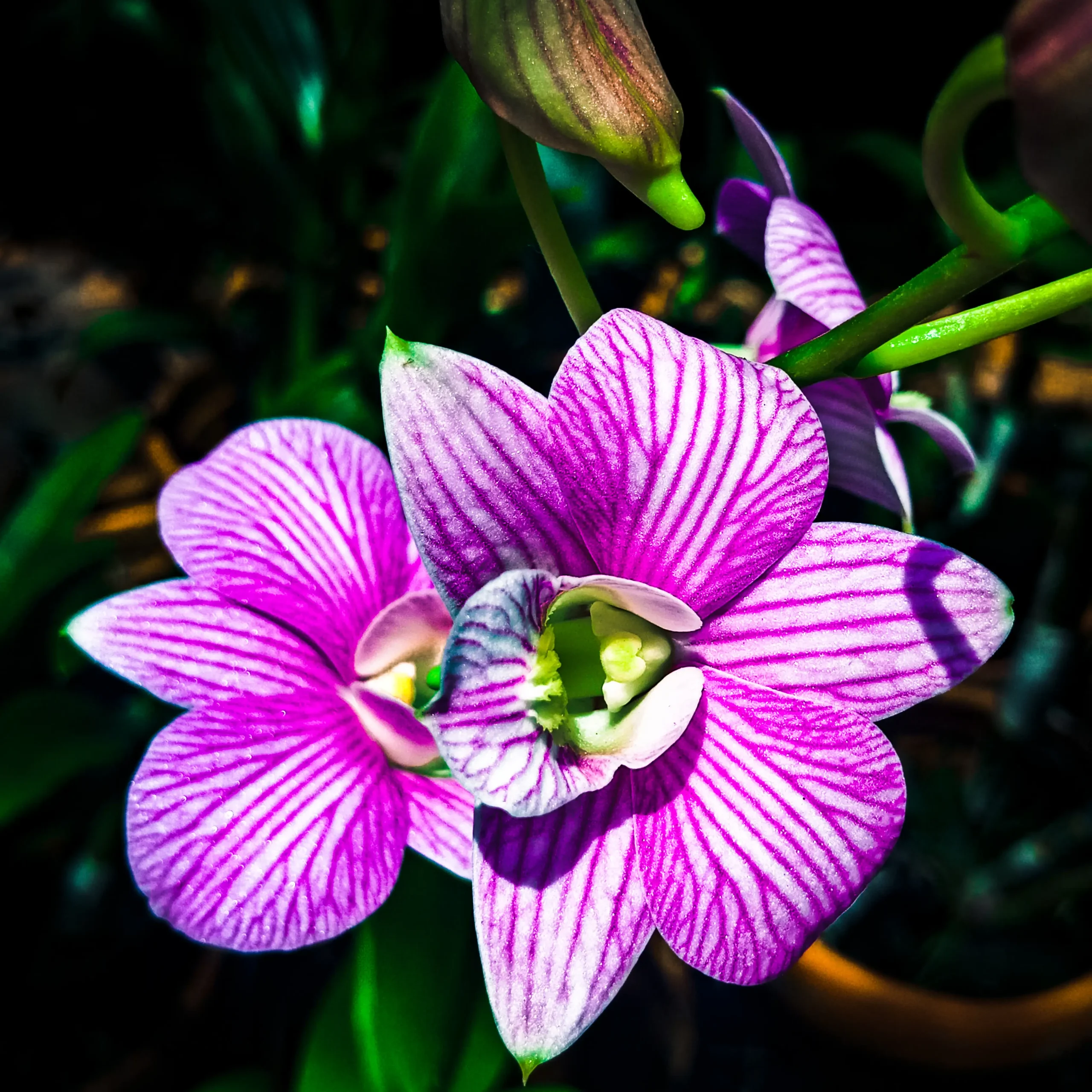 بیماریها و مشکلات رایج ارکیده