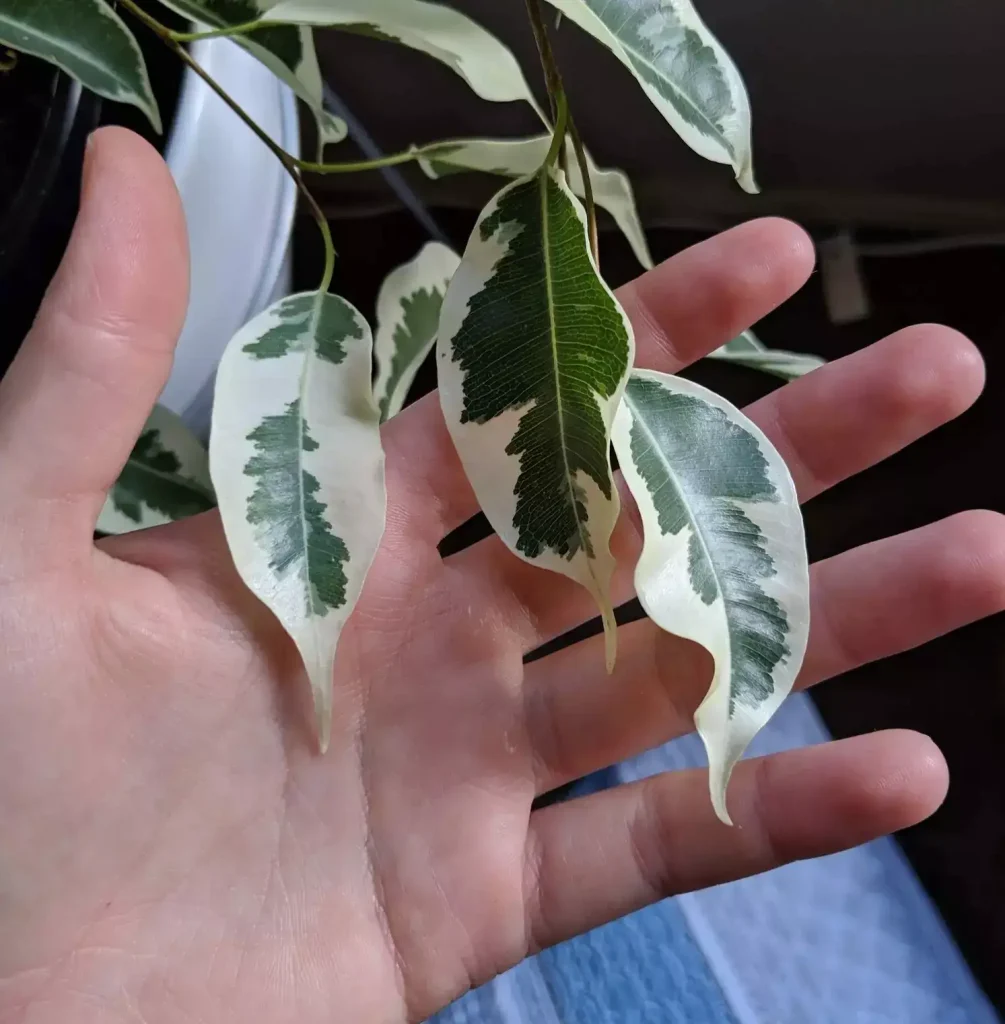 چرا چراغ رشد گیاه خطی 12 وات نجات‌بخش بنجامین است؟