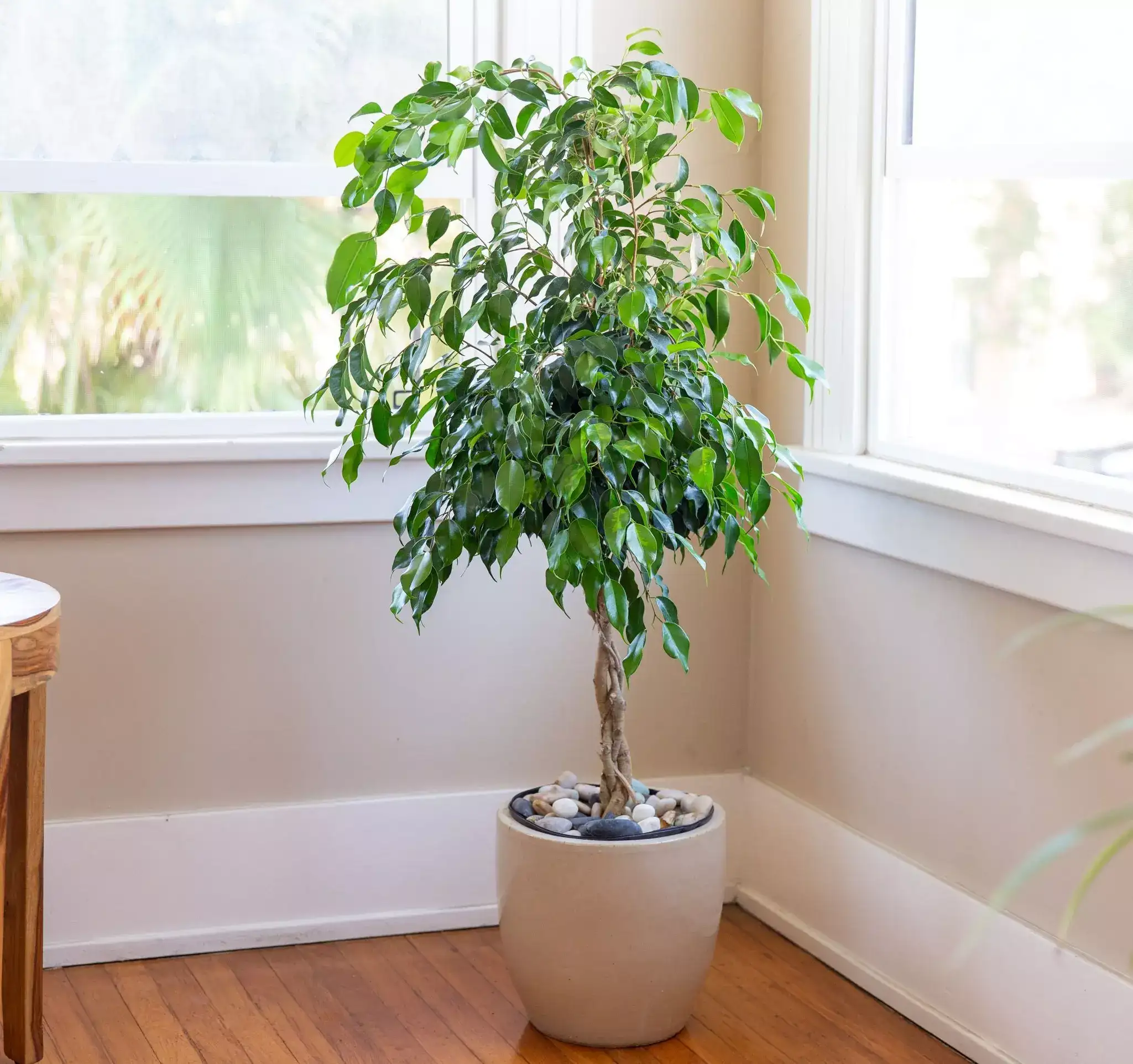 گیاه بنجامین