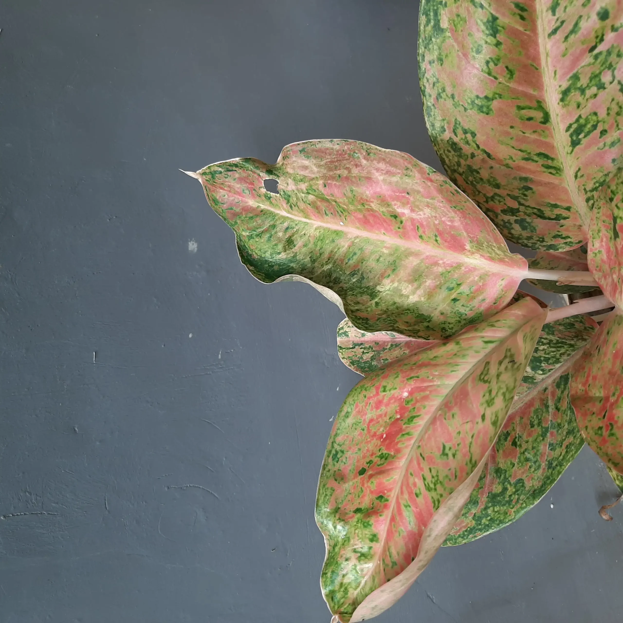  آبیاری گل خرگوشی