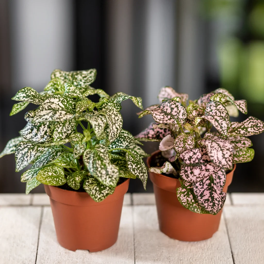 راز پرورش سینگونیوم (گل خرگوشی) با چراغ رشد گیاه خطی ۲۴ وات!