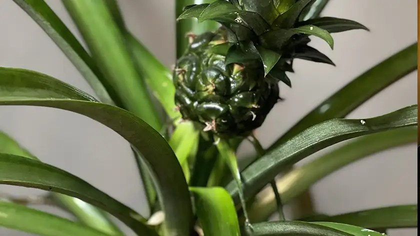 پاسخ به سوالات رایج درباره نگهداری گازمانیا