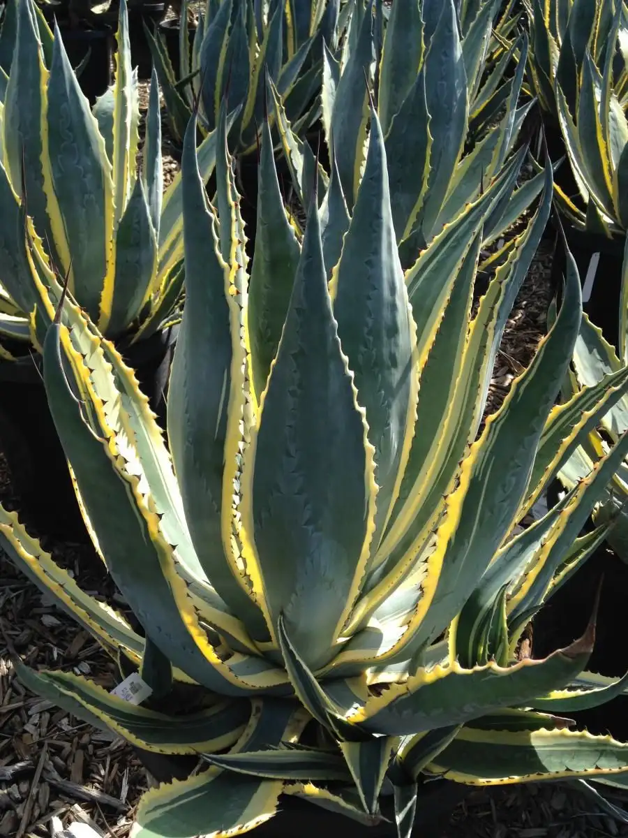 معرفی چند گونه محبوب آگاو