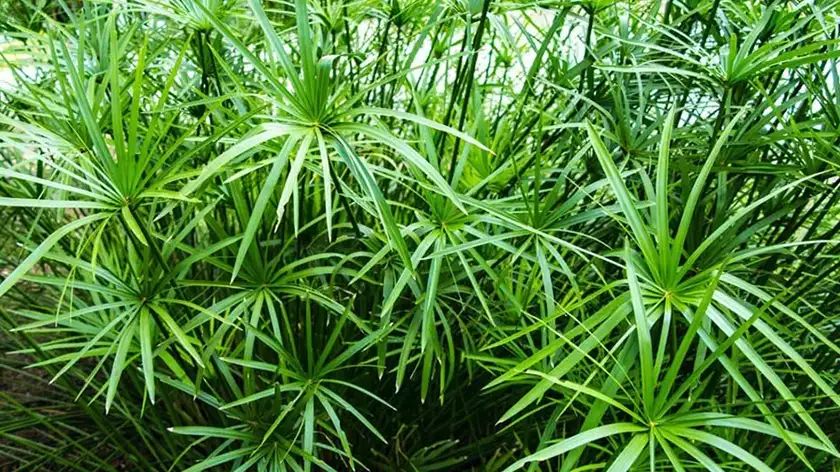 نخل مرداب را چطور در خانه شاداب نگه داریم؟ (راهنمای کامل!)