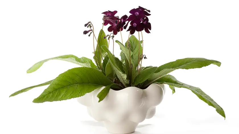 نگهداری گل استرپتوکارپوس؛ رازهایی که هیچ‌کس به شما نمی‌گوید!