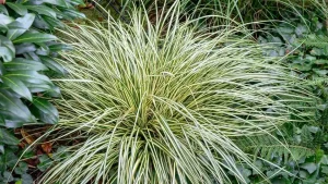 ۷ راز طلایی در نگهداری گیاه کارکس که کسی نمیگوید!