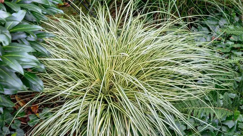 ۷ راز طلایی در نگهداری گیاه کارکس که کسی نمی‌گوید!