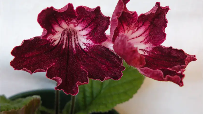 دما و رطوبت؛ کلید آرامش استرپتوکارپوس