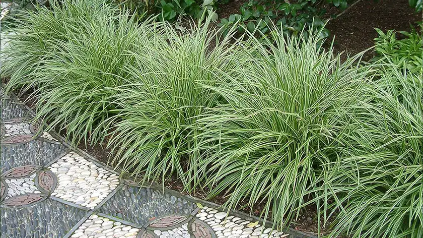 آبیاری گیاه کارکس