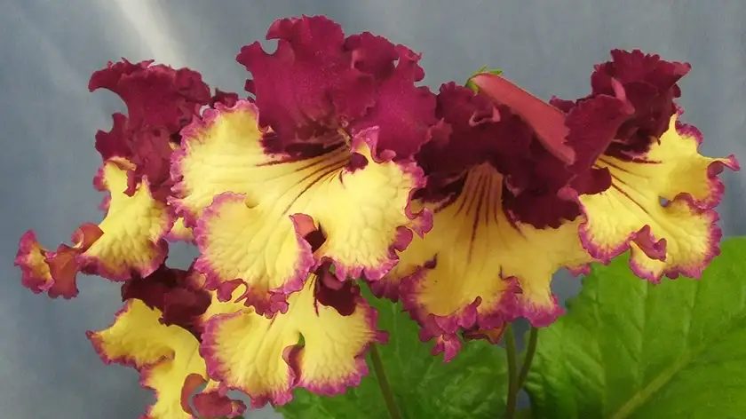 نکات طلایی برای نگهداری حرفهای از استرپتوکارپوس