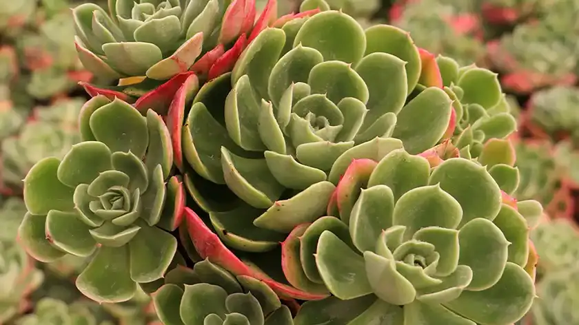 دمای مناسب برای رشد آشواریا