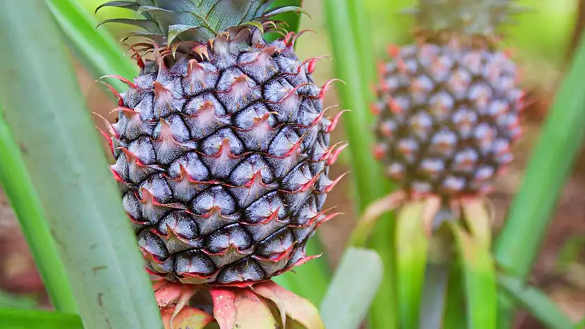 آیا آناناسی زینتی بهترین گیاه آپارتمانی است؟ بخوانید!