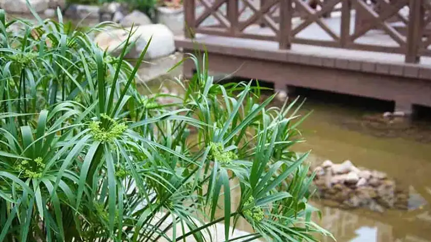  تکثیر نخل مرداب؛ ۴ روش مؤثر و ساده