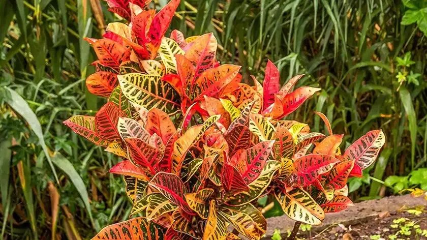 شرایط ایدهآل برای نگهداری کروتون