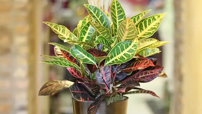 خاک و کوددهی؛ ترکیب طلایی برای رشد شگفتانگیز