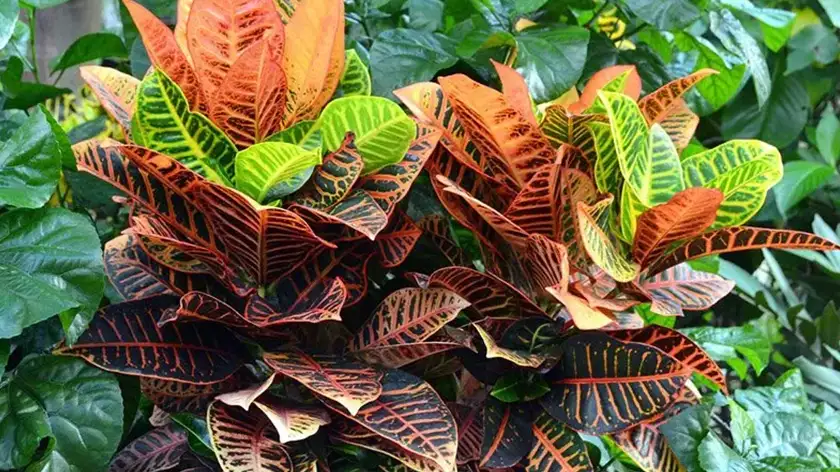 روشهای حرفهای برای تکثیر کروتون در خانه