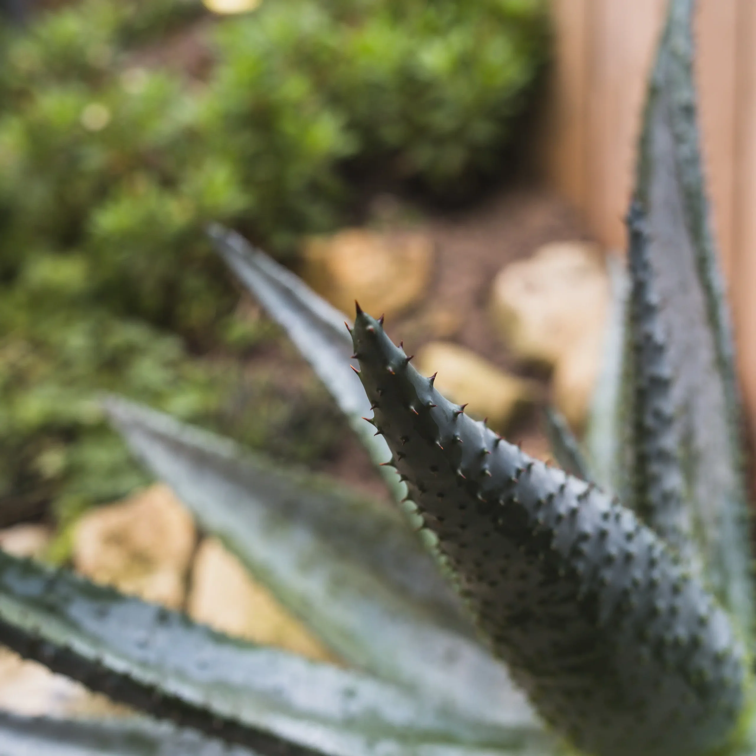 زیستگاه طبیعی و محل مناسب برای کاشت آلوئهورا