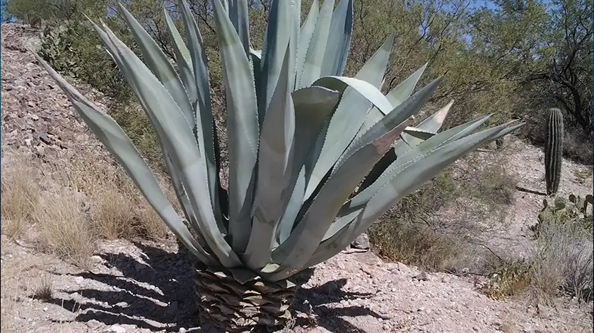 نگهداری گیاه آگاو؛ رازهایی که هیچ‌کس به شما نمی‌گوید!
