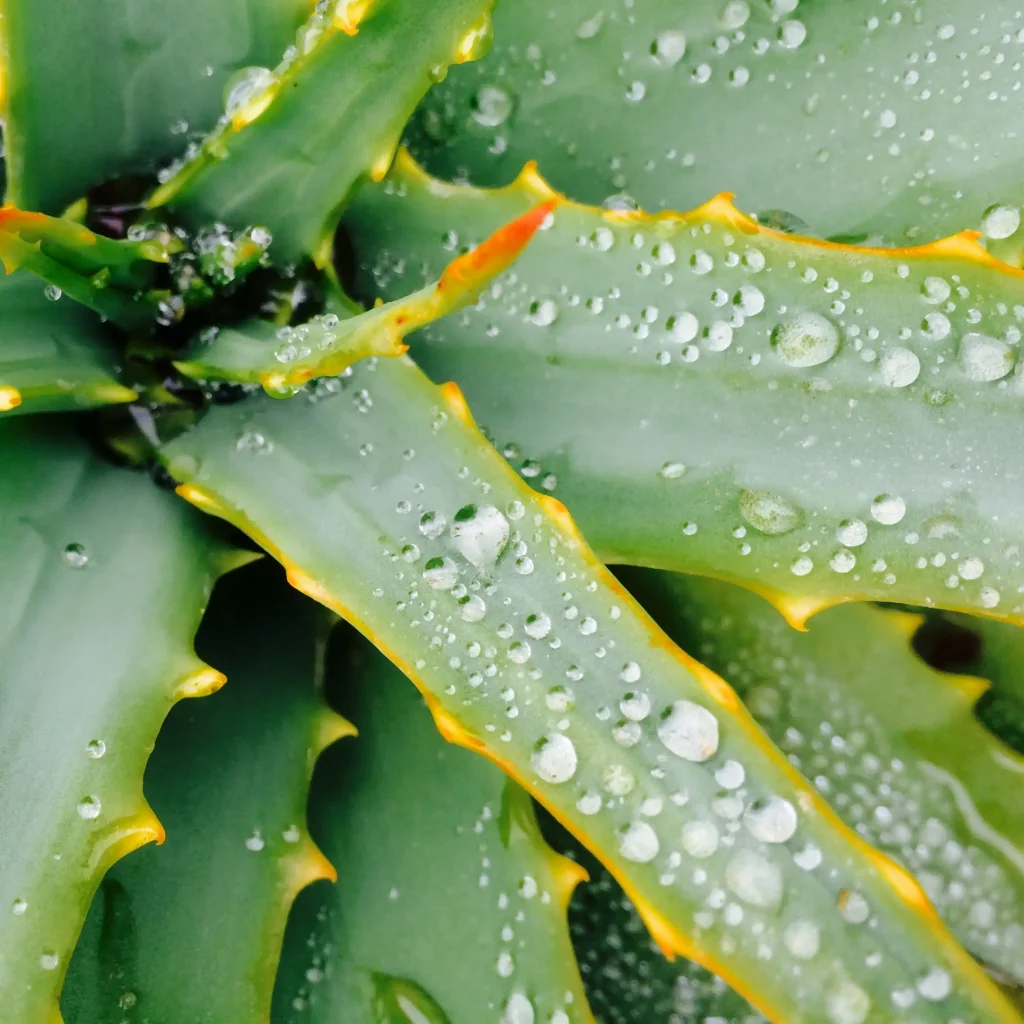 نگهداری آلوئه‌ورا در خانه؛ ۷ راز رشد و برداشت موفق