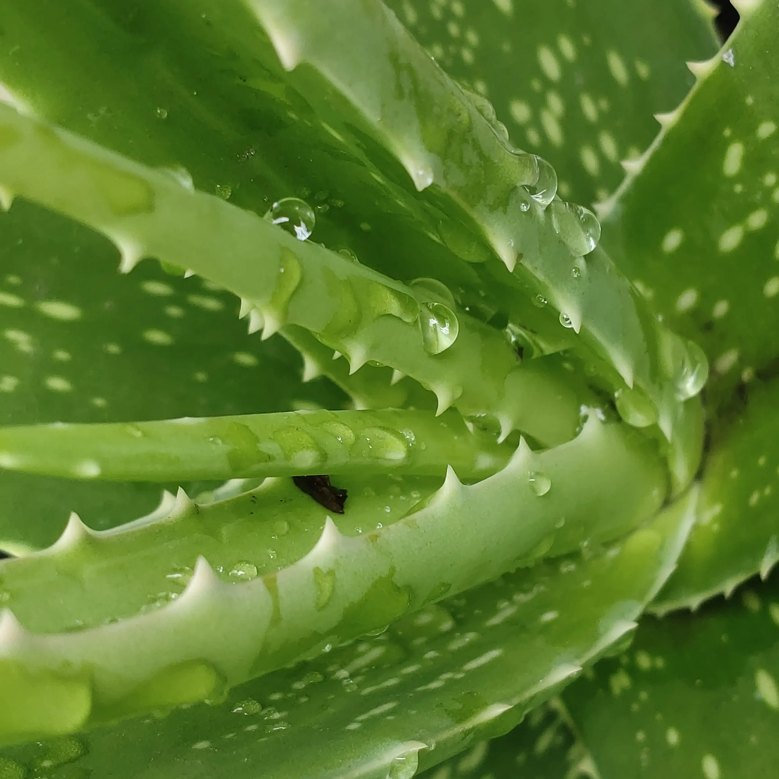 روشهای تکثیر آلوئهورا