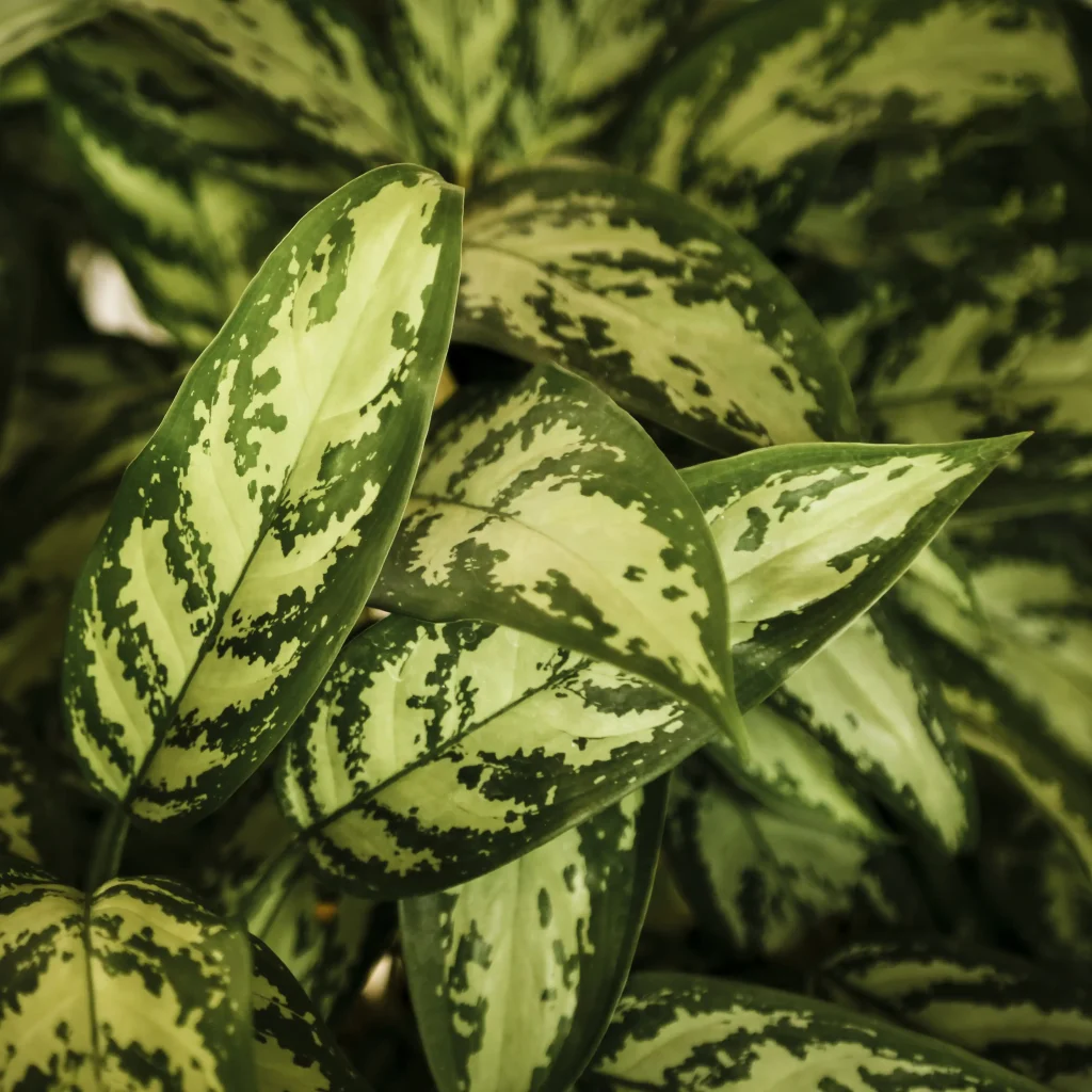 رازهای طلایی نگهداری آگلونما سفید در خانه‌های کم‌نور