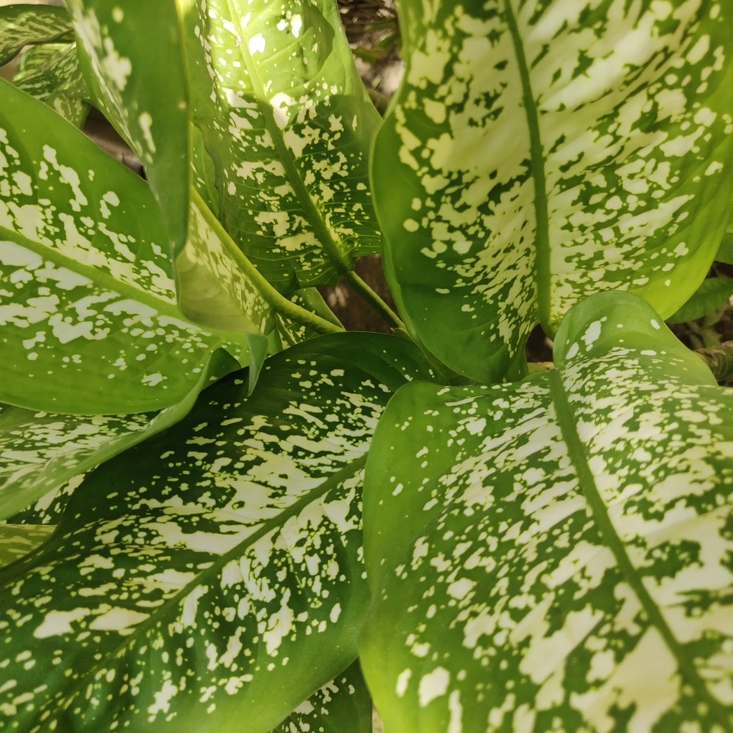 تکثیر آگلونما