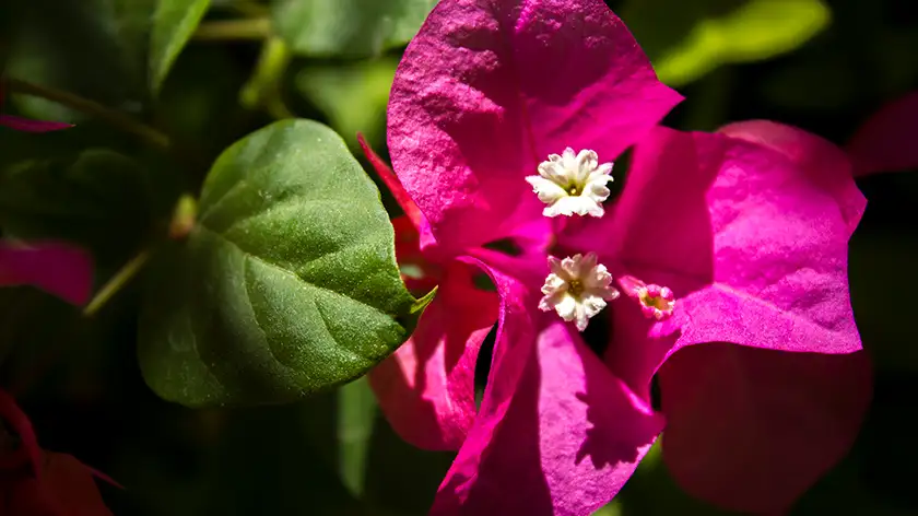 ۷ راز طلایی در نگهداری گل کاغذی که هیچ‌کس نمی‌گوید!