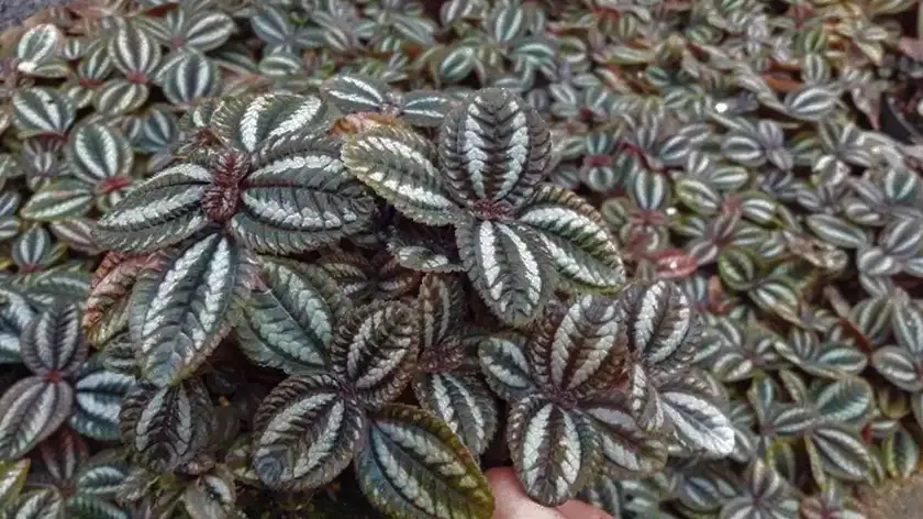 آیا رازهای نگهداری پیله‌آ را می‌دانید؟ برگ‌های نقره‌ای منتظر مراقبت شما هستند!