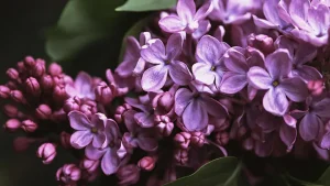 ۷ راز نگهداری یاس بنفش و یاسمن بنفش برای گلدهی چهار فصل