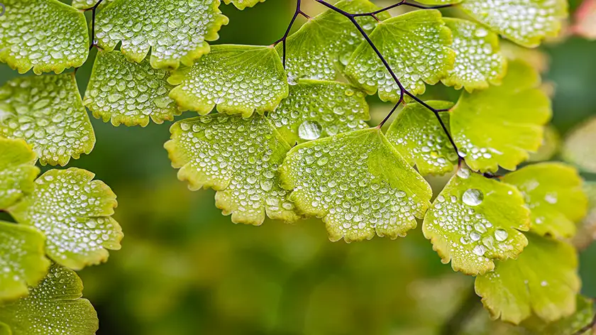رازهای نگهداری پرسیاوشان؛ چگونه همیشه سبز و شاداب بماند؟