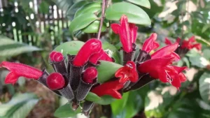 نگهداری اسکینانتوس؛ ۷ راز طلایی برای گل‌های بیشتر