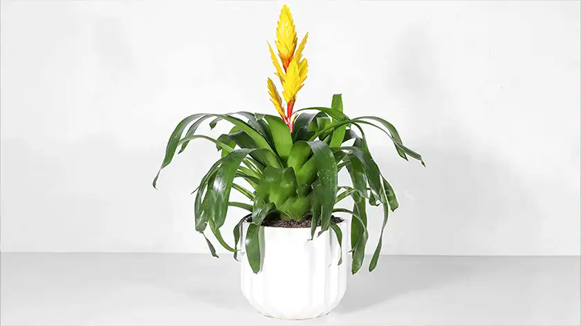 آیا در نگهداری گیاه وریزیا این ۷ اشتباه مهلک را مرتکب می‌شوید؟