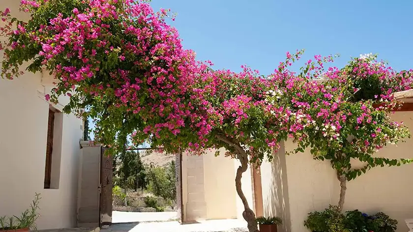 آبیاری گل کاغذی؛ چطور نه زیاد، نه کم؟ پیدا کردن تعادل طلایی