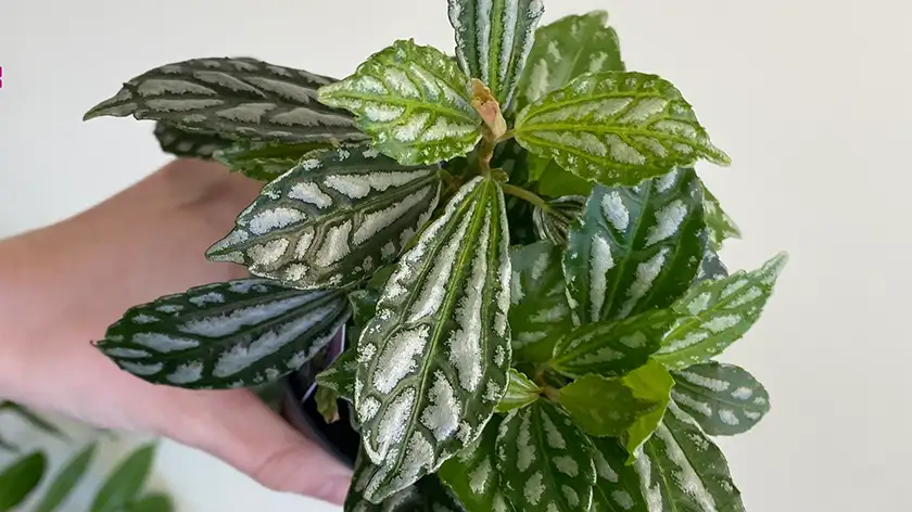 نور مناسب برای پیله‌آ؛ مهم‌ترین عامل رشد