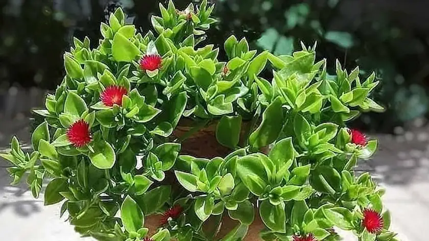 نور مناسب برای گلدهی فوقالعاده