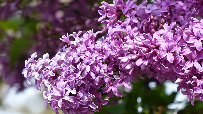 یاسمن بنفش (Jasminum spp.)