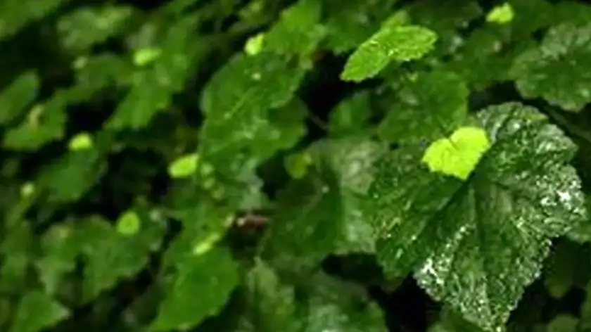 نور مناسب برای تولمیا (و راه‌حل حرفه‌ای در فضاهای کم‌نور)