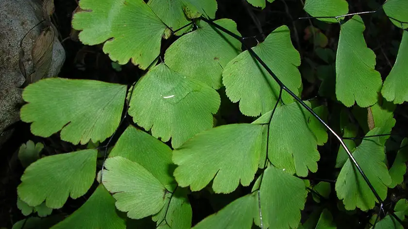 نور مناسب برای رشد پرسیاوشان